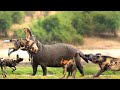 The angry Hippo crushes the Wild Dog rescues Impala from the bloodthirsty Wild Dogs