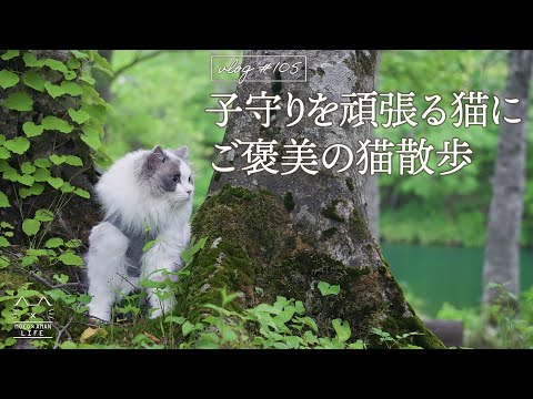 【癒し】赤ちゃんの子守りを頑張る猫にご褒美の猫散歩|ラグドール猫 #105