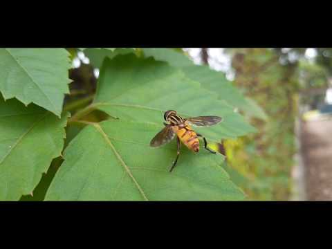 ভিডিও: কীটপতঙ্গ থেকে পাহারা দেয়