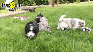 Adorable Mini Bernedoodle Puppies by Lancaster Puppies 21 views 3 days ago 1 minute, 1 second