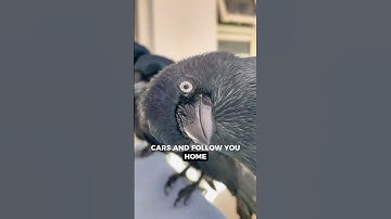 Crows Remember Faces And Hold Grudges!