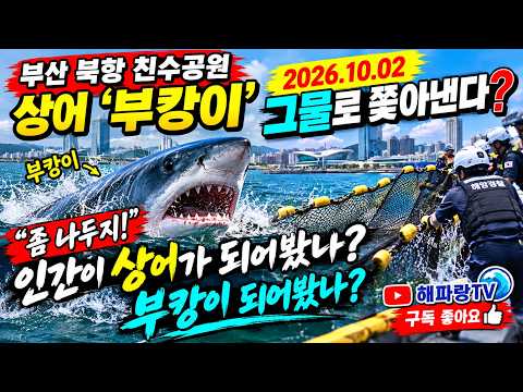 부캉이 그물을 이용해서 바다로 내 보내는날 2026,10,02 그동안 부캉아 즐거웠다 60만명의 마음을 훔친 부캉이란 상어 한마리 #세상에이런일이