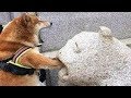 ♥面白いことをしているかわいい犬と猫P38♥面白い動画2018