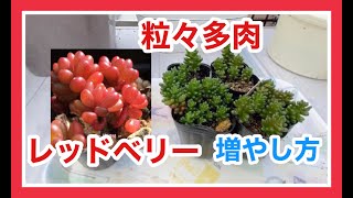 【多肉を増やそう】粒々可愛いレッドベリーの増やし方