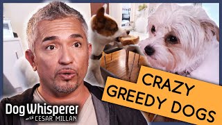 Cesar Millan Vs Greediest Dogs | S9 Ep 8 | Dog Whisperer