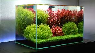 227 Days to Create This Dutch Aquascape
