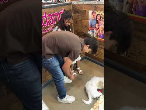 Pet Land #arkansas #bentonville #petland #dogs #fun