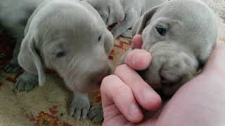 Puppies with Beautiful Blue Eyes