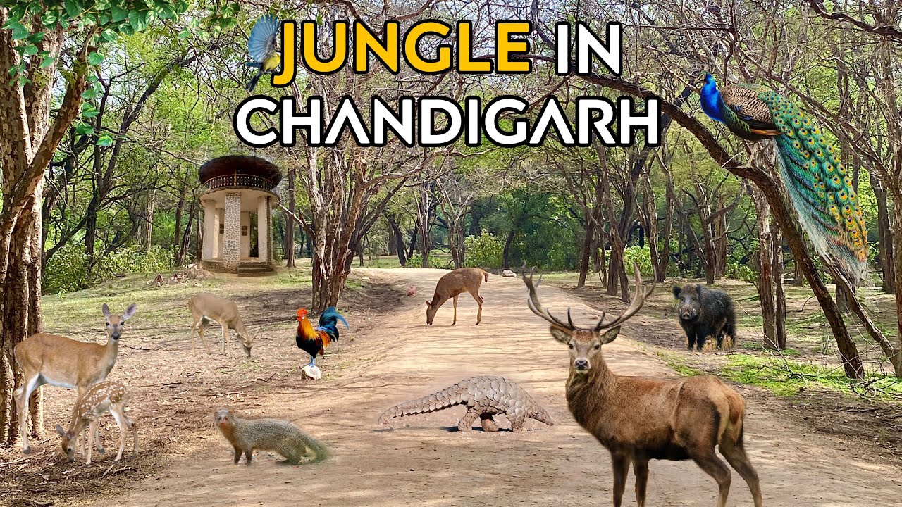 Jungle in Chandigarh | Nature Trail in Lake Reserve Forest | Hidden Gem ...