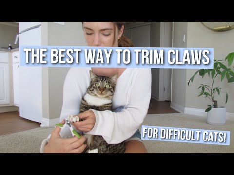 Video: How To Trim Your Cat's Nails Yourself