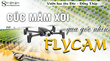 [VIDEO 4K] CÚC MÂM XÔI | Làng hoa Sa Đéc qua góc nhìn Flycame
