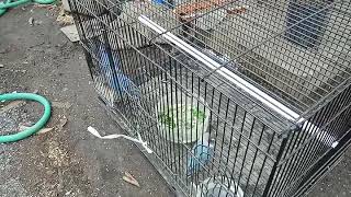 Harga Lovebird Makin Hancur, Biru Mangsi Cuma 200 rb an