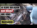 24 FT ANACONDA GIANT LIKE IN THE PHILIPPINES | Biggest Snake in Captivity  Malaking Ahas  Pilipinas