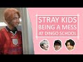 STRAY KIDS BEING A MESS AT DINGO SCHOOL (English debate)