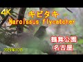 Narcissus flycatcher キビタキ (鶴舞公園・名古屋) in Japan, tsurumai park, Nagoya [Sony 4K]