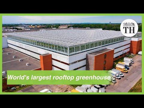 World's largest rooftop greenhouse opens in Montreal