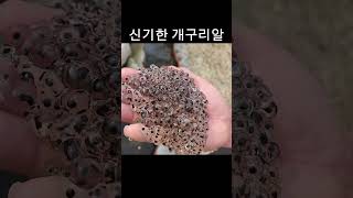 진짜 신기한 개구리알!!!
