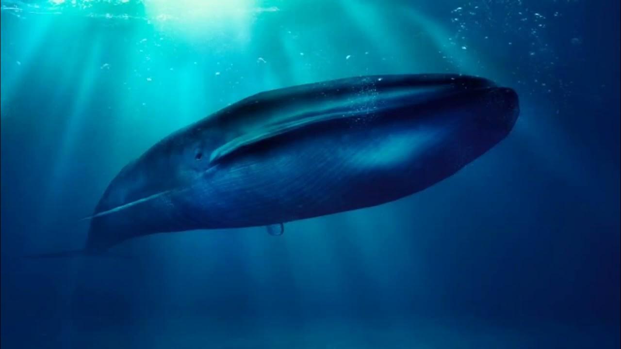Blue Whale Sound YouTube