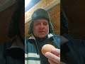 В домашних куриных яйцах сальмонеллы нет 🥚 #деревня #дача #куры #курятник #яйца #обзор #сальмонелла