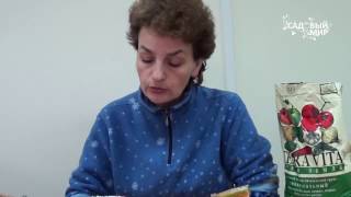 Черная ножка на астрах. Как спасти рассаду. Сайт Садовый мир
