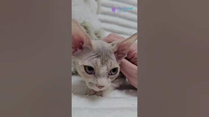 Watch the video about Meet Bagira - Devon Rex Kitten | Lilac Tortoise Spotted Tabby Bicolor 🐾 Sweet & Playful! #DevonRex
