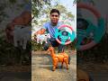 Rc Toys Cow Vs Rc Horse Unboxing And Testing | Animals Toys