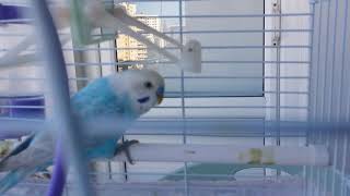 Sultan Papağanı Aldım