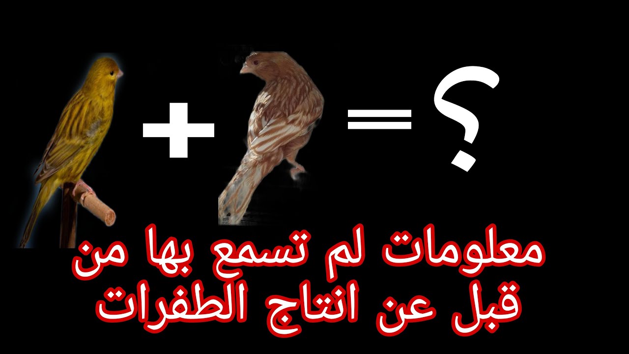 كيف انتج أجمل طفرات طيور الكناري وطيور الحسون باسهل الطرق