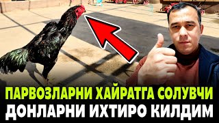 Parvozlar Uchun Eng Sara Vitaminga Boy Yemlar