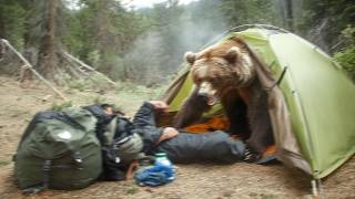 A Tiny Mistake Cost a Camper His Life in a Grizzly Attack on August 8th, 2024