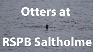 Otters at RSPB Satltholme