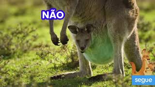 Tudo sobre os animais mais famosos interessantes do mundo o canguru 