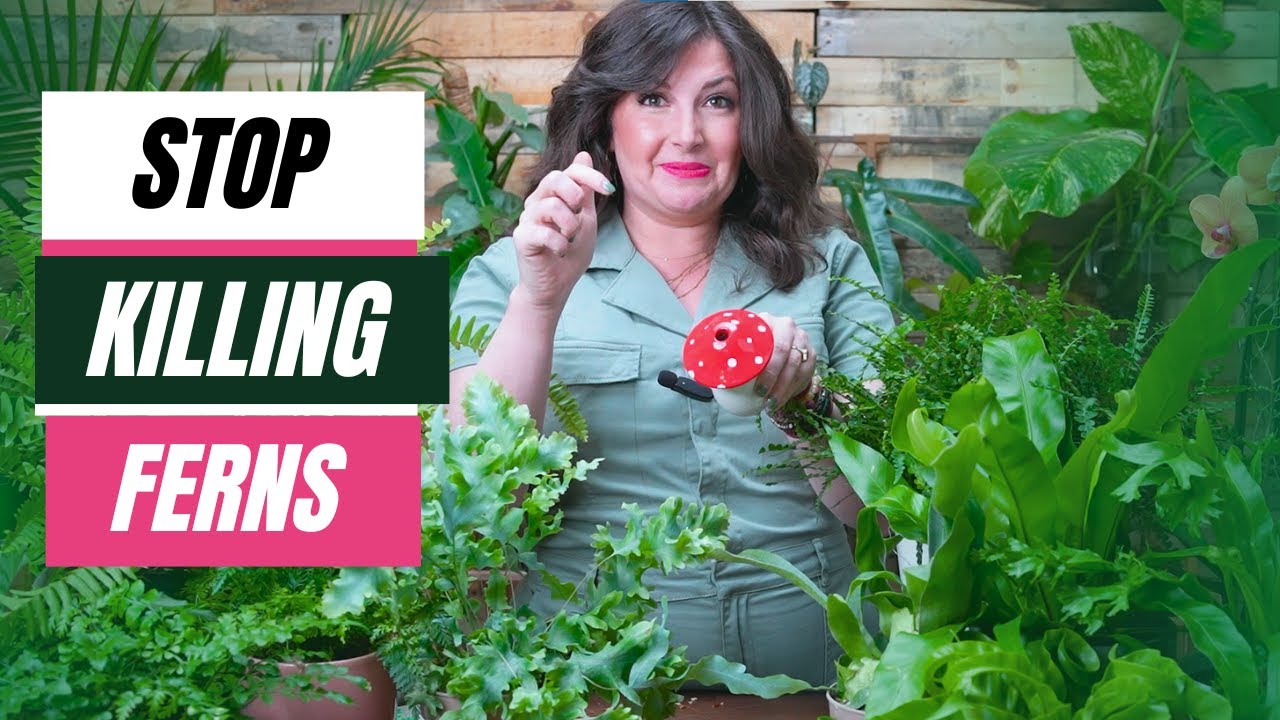 Must Know Secret to Fern Care 🌿 | Care Tips for Indoor Ferns | Avoid Fern Disastet!