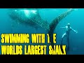 SWIMMING WITH THE WORLDS LARGEST SHARK!