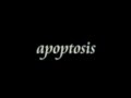 RITA - apoptosis