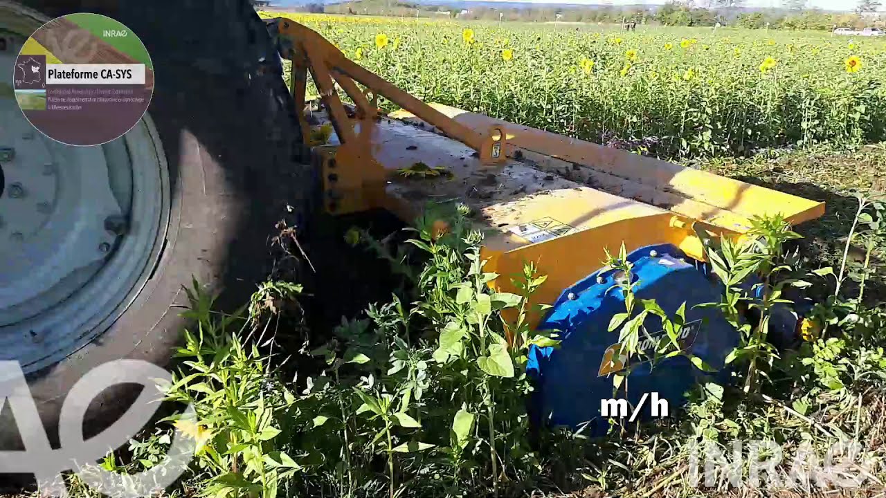 🌿Dyna-Drive Bomford pour destruction de couverts🌿 cover crop termination by superficial tillage