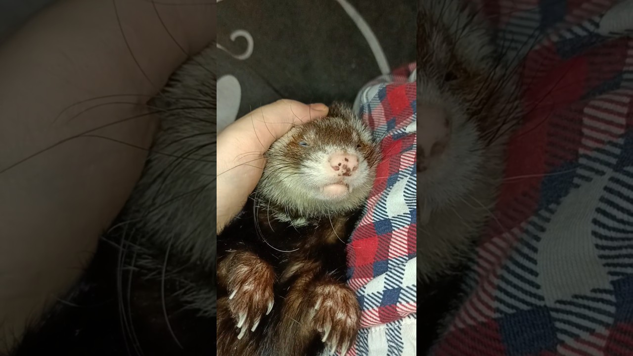 Кусик🐾Вот оно счастье ❤️🤗🐾 