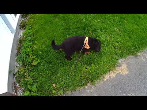 tour5spaniel