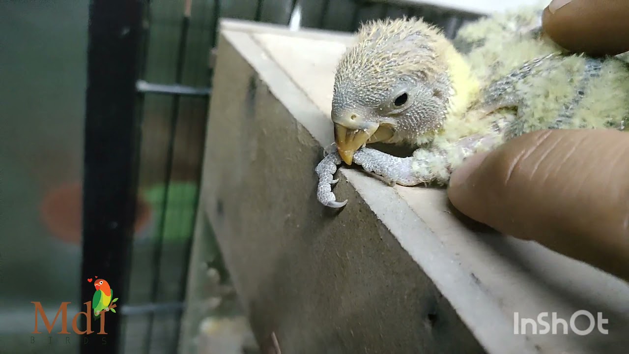 Tips after Ring your Birds