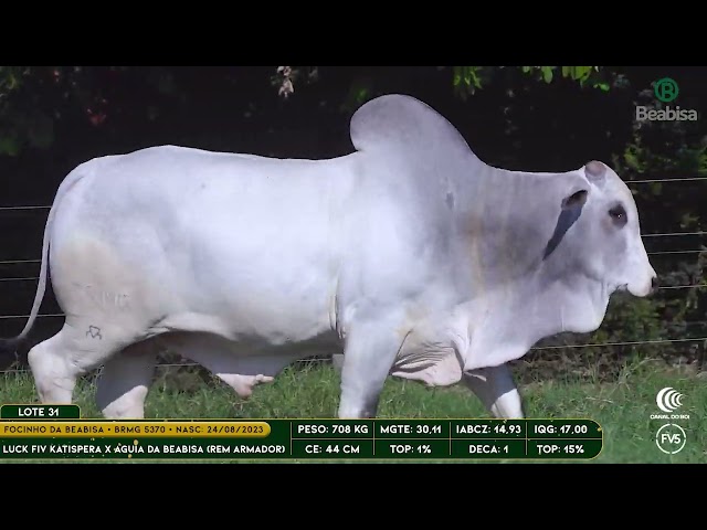 Lote 31   Leilão Genética Top Beabisa