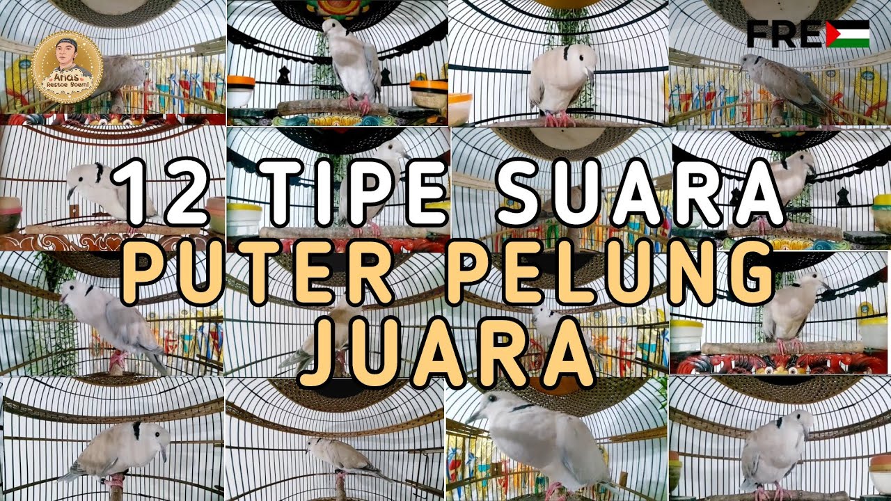 12 Macam Tipe Suara Puter Pelung Manakah Yang Paling Bagus Menurut Anda Lur ❓