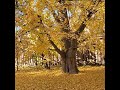 Autumn Rain