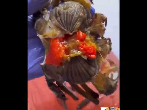 الطريقة الصحيحه لتنظيف الكابوريا من القشريات البحرية باسهل واسرع وقت