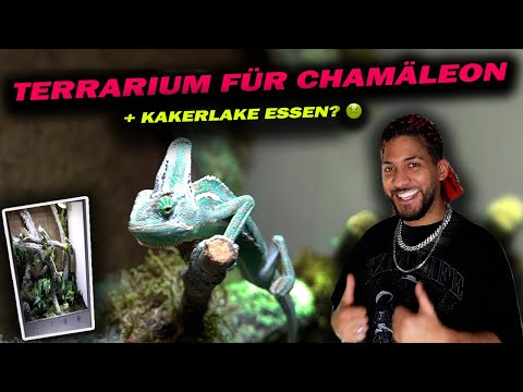 Video: Chamäleon-Pflanzen anbauen - Informationen zur Pflege von Chamäleon-Bodendeckern