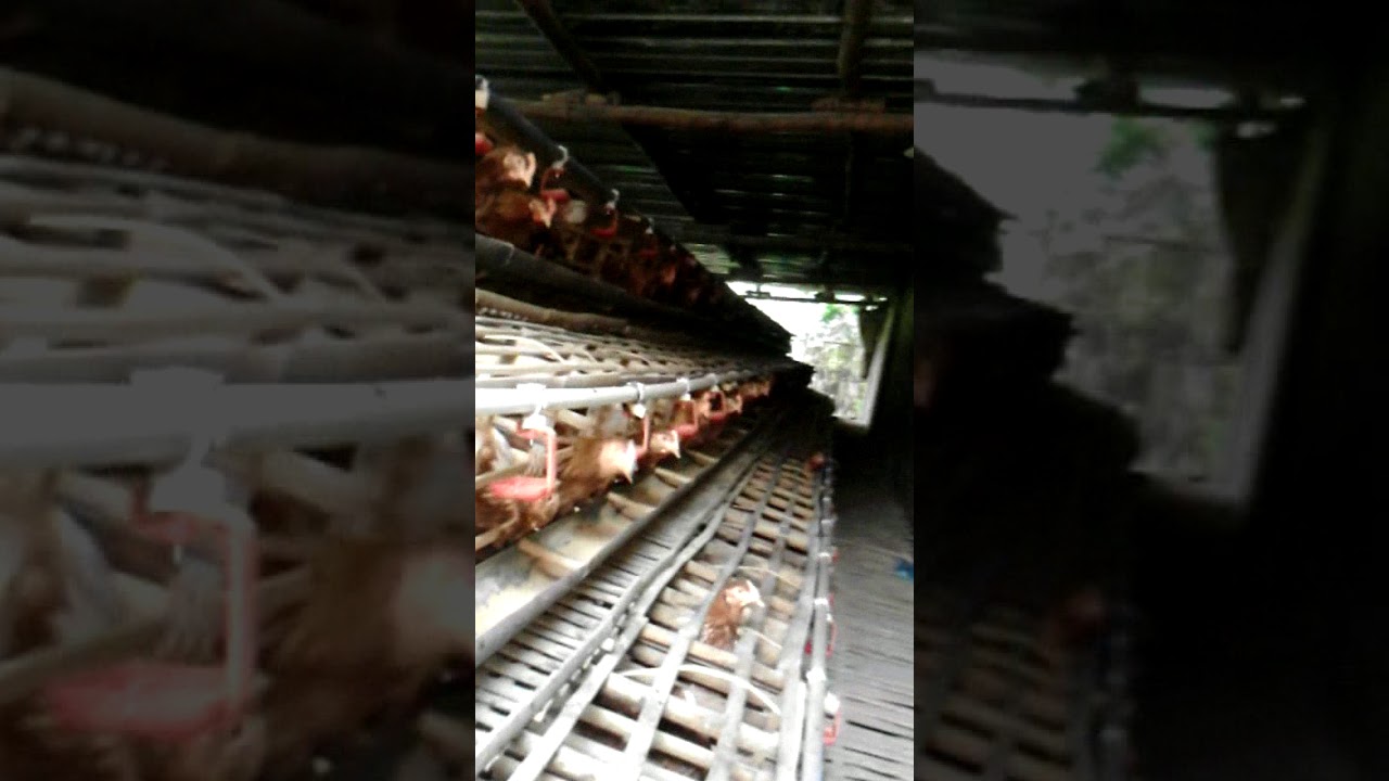 Ternak Ayam Petelur 