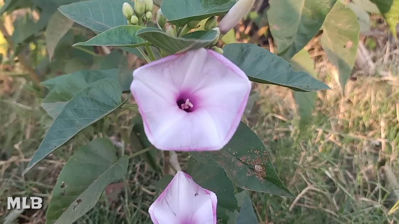 Tumbuhan Bunga Ungu 