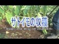 市民農園を楽しむ　「市民農園栽培アドバイス」（’１４・１０月編）