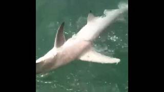 Lady Anglers, Fishing Club. Fishing With Capt, Bubby Hail Marco Is, Fl,