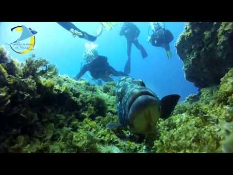 Diving in El Hierro Familia Regi Guenon
