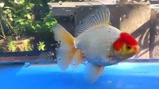 oranda_0123.mp4